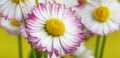 Beautiful white and yellow daisy flowers close up Royalty Free Stock Photo