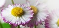 Beautiful white and yellow daisy flowers close up Royalty Free Stock Photo