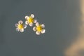 Beautiful white and yellow delicate strawberry flowers float in the clear water