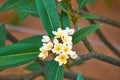 Beautiful white & yellow flower Champa. White Frangipani, West Indian Jasmine Plumeria alba, Summer,India