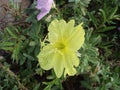 beautiful white yellow flower, dew drops. flowers in the spring park. plants in a country garden. beautiful flowers Royalty Free Stock Photo