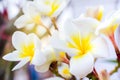 Beautiful white and yellow Flowers. Royalty Free Stock Photo