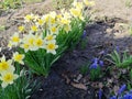 Beautiful white yellow flowers daffodils in the garden