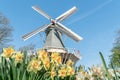 Beautiful white and yellow flowers in front of a windmill Royalty Free Stock Photo
