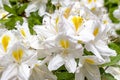 Beautiful white with yellow flowers of a rhododendron in the Japanese garden in park Clingendael, the Hague Royalty Free Stock Photo