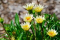 Beautiful white-yellow Gazania rigens flower in a spring season at a botanical garden. Royalty Free Stock Photo