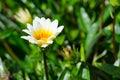 Beautiful white-yellow Gazania rigens flower in a spring season at a botanical garden. Royalty Free Stock Photo