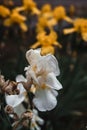Beautiful white and yellow irises bloom in the flower bed. Fragrant spring flowers close-up Royalty Free Stock Photo