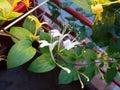 Beautiful white and yellow Japanese honeysuckle flowers Royalty Free Stock Photo