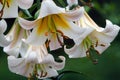 Beautiful white and yellow lilies growing in a garden Royalty Free Stock Photo