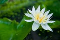 Beautiful white yellow lotus