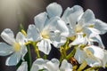 Beautiful white and yellow Nerium Oleander flower plant blossom in tropical garden Royalty Free Stock Photo