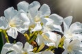 Beautiful white and yellow Nerium Oleander flower plant blossom in tropical garden Royalty Free Stock Photo