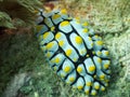 A dorid Nudibranch, Chromodoris annae. Uepi, Solomon Islands. Solomon Sea, Pacific Ocean