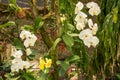 Beautiful white and yellow orchid flowers in the garden Royalty Free Stock Photo
