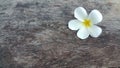 Beautiful white yellow plumeria flower on wooden table Royalty Free Stock Photo