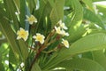 Beautiful white-yellow Plumeria flowers on a tree with lots of green leaves. A moment from a holiday in Mexico. Royalty Free Stock Photo