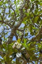 Beautiful white-yellow plumeria & x28;frangipani& x29; flower with leaves at tree branch Royalty Free Stock Photo