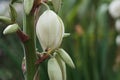 Beautiful white yucca flower, blossom palm lily bud closeup, decorative palm tree flowers. Royalty Free Stock Photo