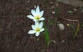 Beautiful white Zephyranthes Minuta flowers in the garden.