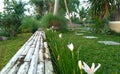 Beautiful white Zephyranthes Minuta flowers in the garden.