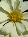 Beautiful white Zinnia with an ant in evening