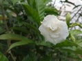 A beautiful whiteflower in the garden