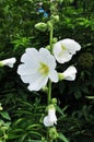 Beautiful whiter flowers.