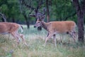 Beautiful whitetail searching for food Royalty Free Stock Photo