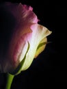 Beautiful whity pink rose on dark background Royalty Free Stock Photo