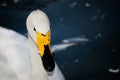 Beautiful Whooper swan Cygnus cygnus showing head and long neck in close up.