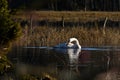 A Beautiful Whooper Swan, Cygnus Cygnus On A Quiet Place At A Flooded River