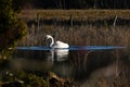 A beautiful whooper swan, Cygnus cygnus on a quiet place at a flooded river