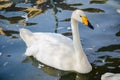 Beautiful Whooper swan Cygnus cygnus swimming alone in a river.