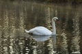 Beautiful of whooper swan on the lake Royalty Free Stock Photo