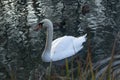 Beautiful of whooper swan on the lake Royalty Free Stock Photo