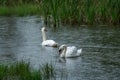 Beautiful Whooper swan swimming in the water. Wildlife scene from nature