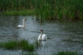 Beautiful Whooper swan swimming in the water. Wildlife scene from nature