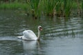 Beautiful Whooper swan swimming in the water. Wildlife scene from nature