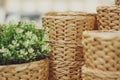 Beautiful wicker basket for flowers, in the foreground plant Royalty Free Stock Photo