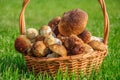 Beautiful wicker basket full of tasty boletus mushrooms on  green edge Royalty Free Stock Photo