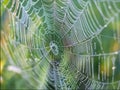 Beautiful wicker web, spider wove a large web of spiderwebs for insect fishing, background Royalty Free Stock Photo