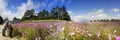 Beautiful Wide Angle flower background. Panoramic floral wallpaper with pink chrysanthemum flowers close up