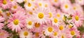 Beautiful Wide Angle background with pink chrysanthemum flowers