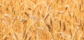 Beautiful Wide Angle Golden Rye field Background Royalty Free Stock Photo