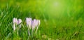 Beautiful Wide Angle Nature Spring Background Royalty Free Stock Photo