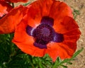 Poppy - Orange Red flower with Purple Center