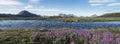 Beautiful wide panoramic Icelandic landscape with wild pink flowers, blue glacier river and green mountains. Blue sky Royalty Free Stock Photo