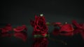 Beautiful but old withered bright ruby red rose flower with petals scattered around against a dark background Royalty Free Stock Photo