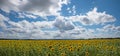 Beautiful wide sunflower field blue sky with clouds Royalty Free Stock Photo